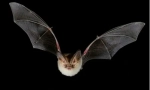 Bat